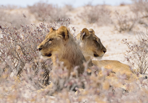 Namibië - Scherp blijven