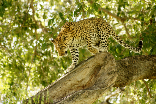 Botswana - On the move