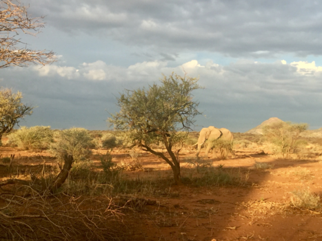 Rondreis Namibië in 10 dagen - Oude eenzame olifant