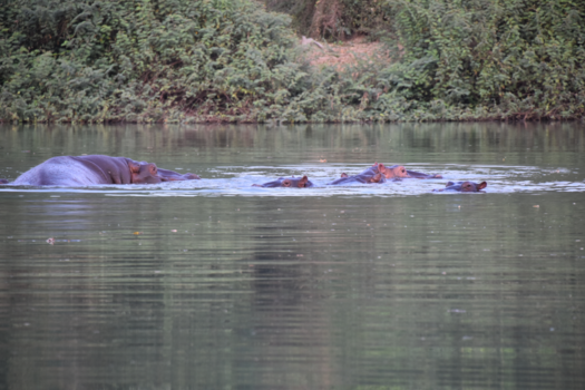 Ghana - nijlpaarden