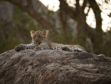 Serengeti National Park - to cute