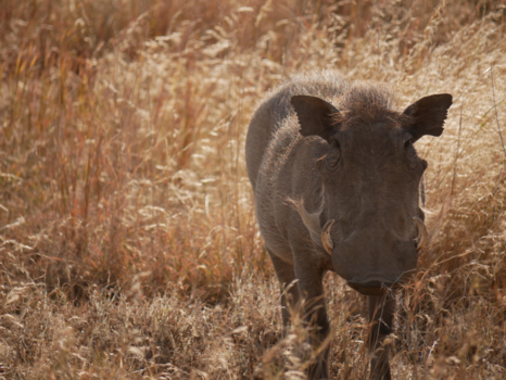 Serengeti National Park - pumba