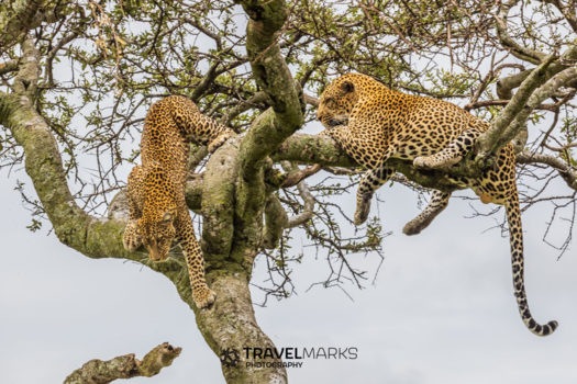 Masai Mara - Oké.. I will hunt today!!