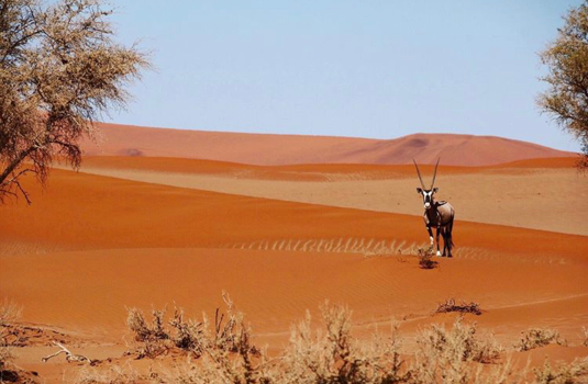 Sossusvlei - Oryx in de Sossusvlei
