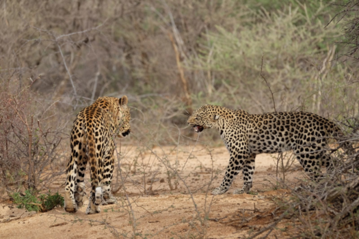 Namibië - Show some teeth