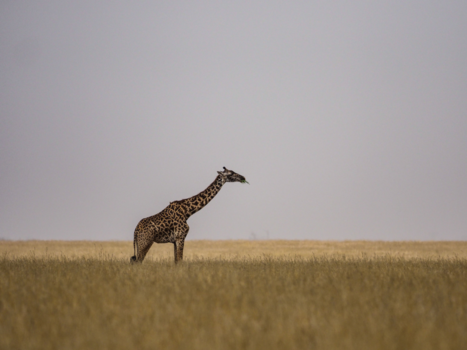 Serengeti National Park - Giraffe 🦒