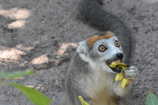 Madagaskar - Lekker een banaantje eten