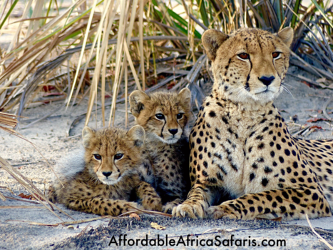 Okavango Delta - Cheetah familie