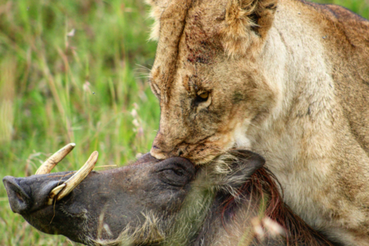 Rondreis Kenia - Timor needs a new friend