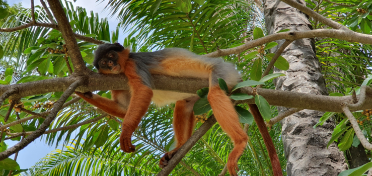 Senegambia - Luie zondag