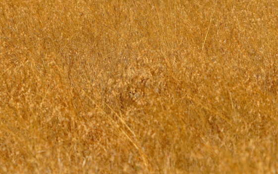 Serengeti National Park - Camouflage