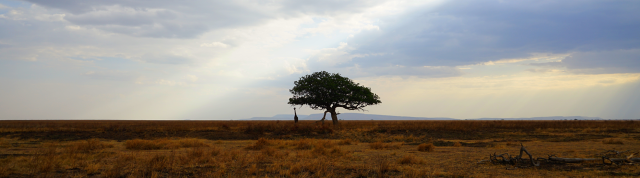 Serengeti National Park - Twilight