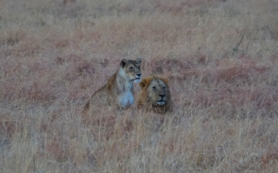 Serengeti National Park - Romeo & Juliet