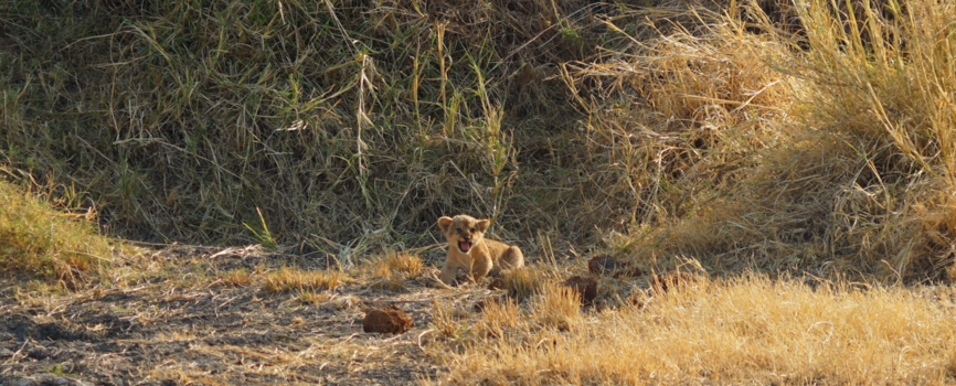 Serengeti National Park - Miauw