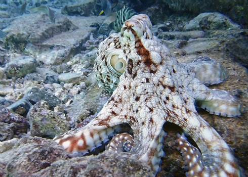 Rode Zee - Schoonheid onder water!