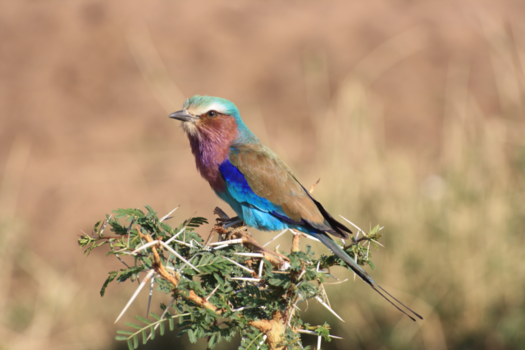 Tanzania - Sereniteit