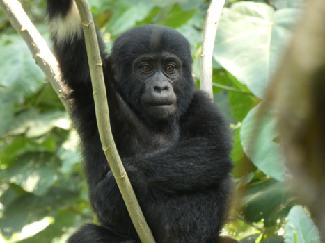 Bwindi Impenetrable National Park - Baby Gorilla