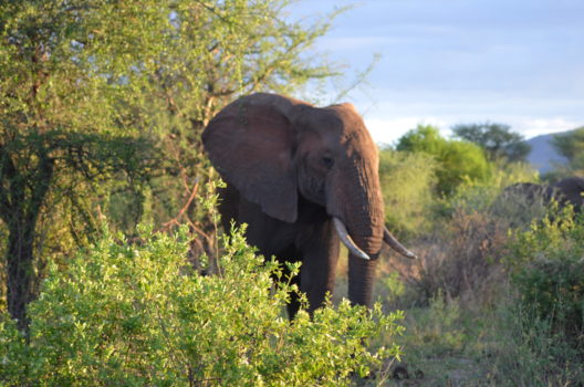 Tanzania - The sunset in Tanzania