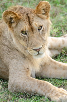 Serengeti National Park - The King of the Serengeti