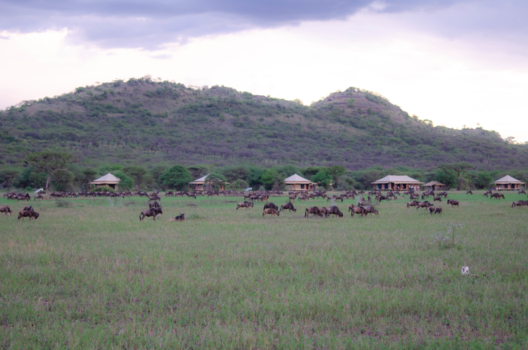 Serengeti National Park - Overnachten in The Serengeti met The Great Migration voor de tent