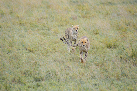 Tanzania - The big cats of The Serengeti