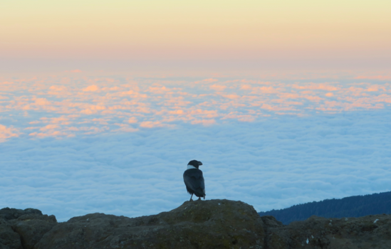 Kilimanjaro - Shira camp
