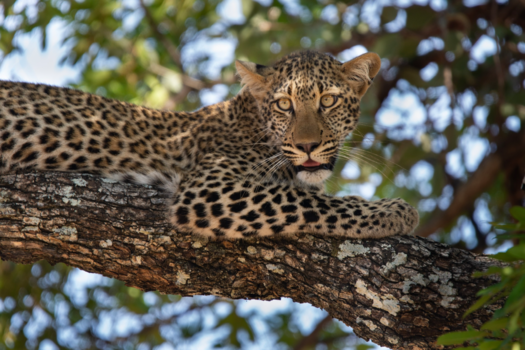 Zambia - Leopard in South Luangwa