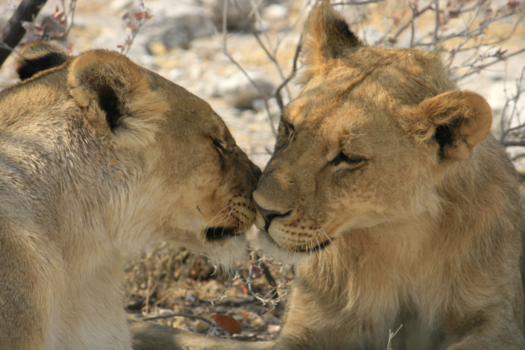 Etosha National Park - Lief en levensgevaarlijk