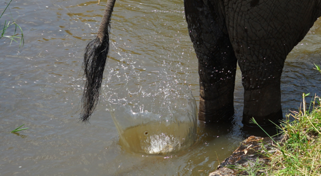 Serengeti National Park - Shit happens