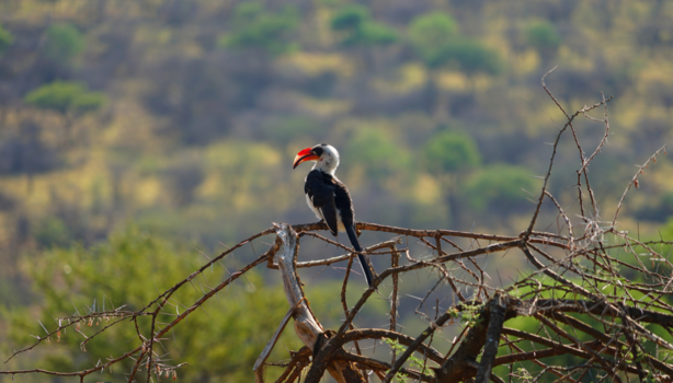 Serengeti National Park - Von der Decken's tok