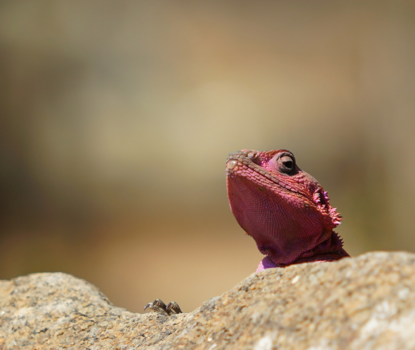 Serengeti National Park - Zonnebad