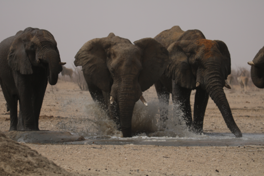 Etosha National Park - Enjoying Africa’s liquid gold