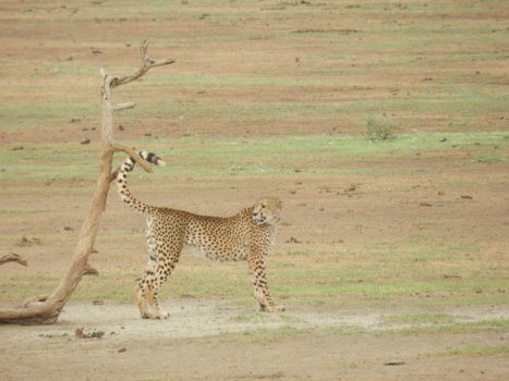 Kenia - Afrika
