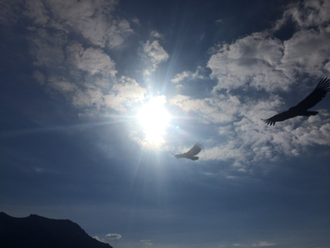 Rondreis Marokko koningssteden en zandduinen - Condors in Peru