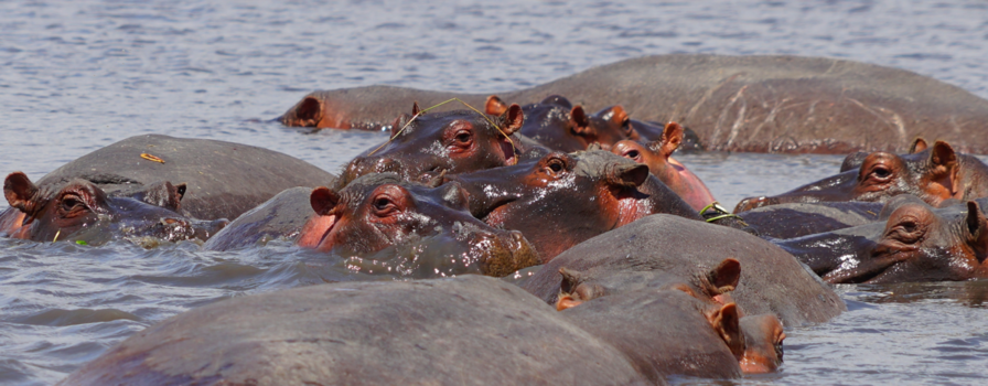 Ngorongoro krater - Hippo pool