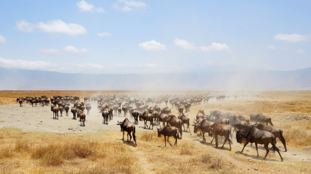Ngorongoro krater - Ngorongoro