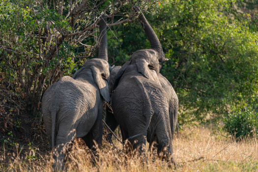 Serengeti National Park - Samenwerking