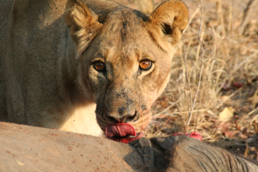 Zimbabwe - Smikkelen in Hwange
