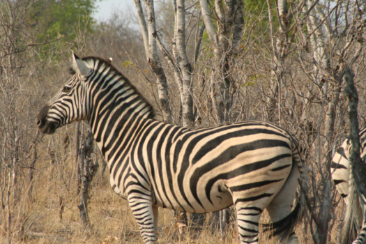 Zimbabwe