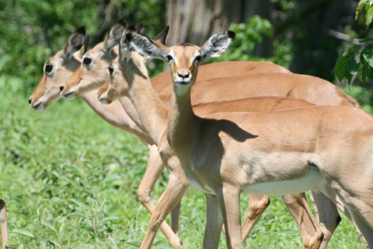 Okavango Delta - Oplettenheid