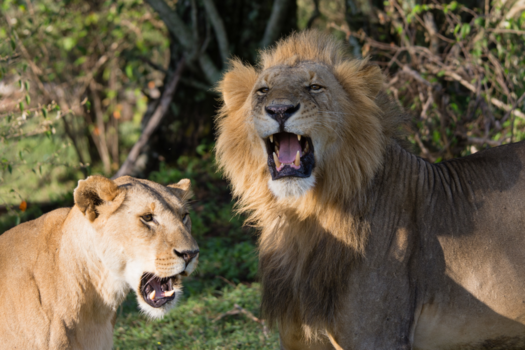 Kenia - Lions in love