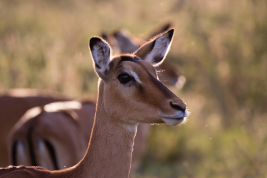 Kenia - Impala in avondlicht