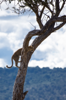 Kenia - luipaard in boom