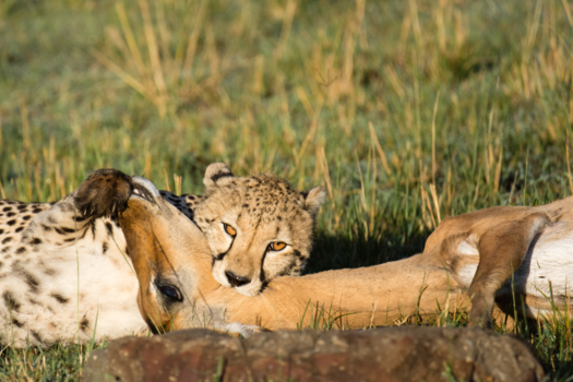 Kenia - De een zijn dood is de ander zijn brood