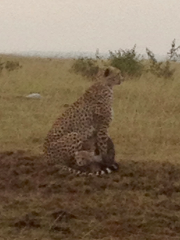 Kenia - Cheetamoeder met jongen