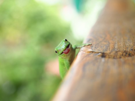 Nosy Be - Good morning