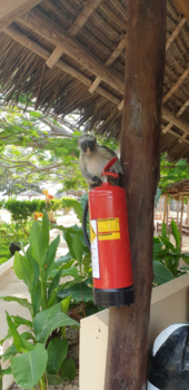 Stranden van Zanzibar - Waar is de brand... ik kan hulp gebruiken