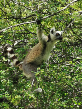Madagaskar - Koning Julian in het echt