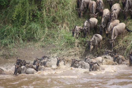 Serengeti National Park - Migratie