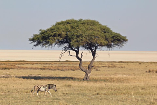 Etosha National Park - Etosha